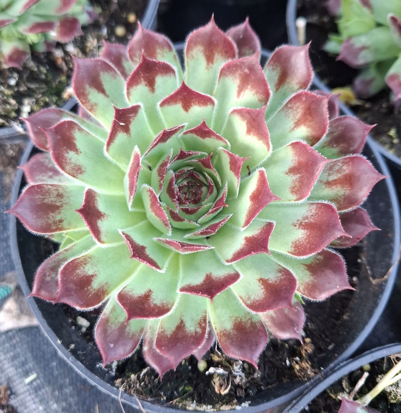 Sempervivum ‘Mint Marvel’
