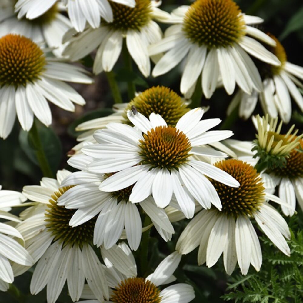 Еchinacea purpurea ‘Sombrero Poco White’