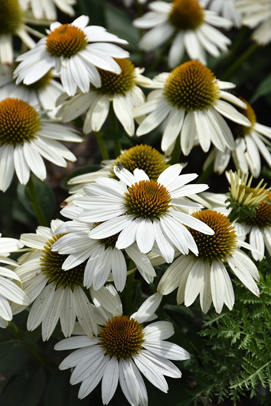 Еchinacea purpurea 'Sombrero Poco White'