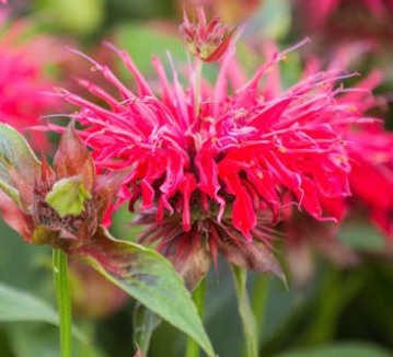 Monarda didyma 'Red Shades'