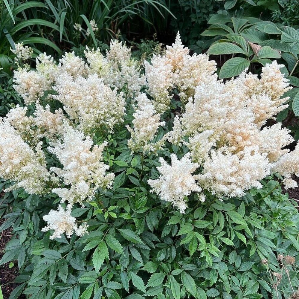 Astilbe Astary® White