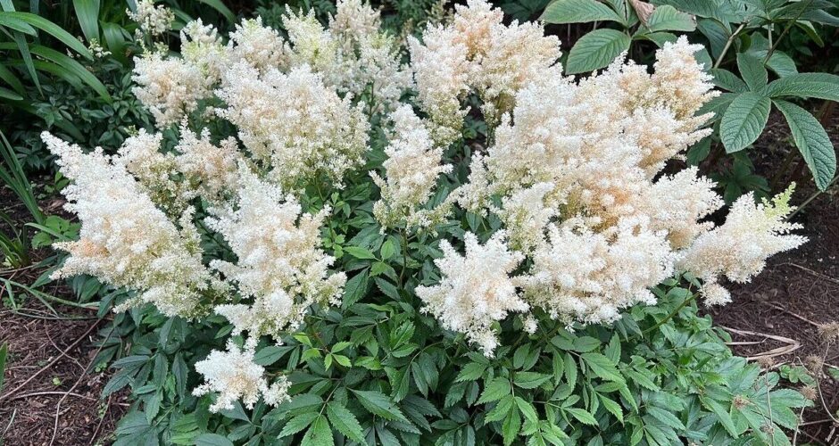 Astilbe Astary® White