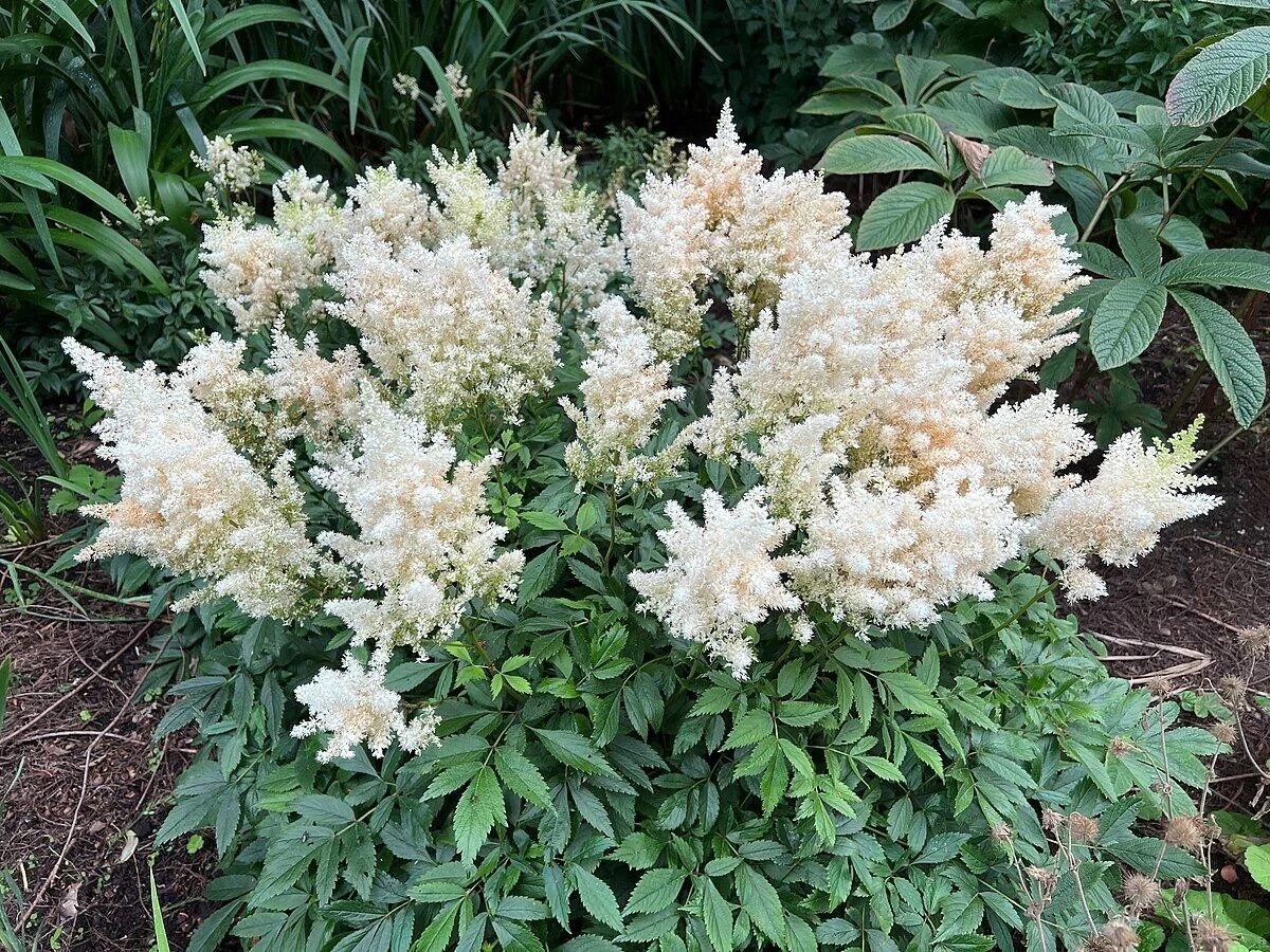 Astilbe Astary® White