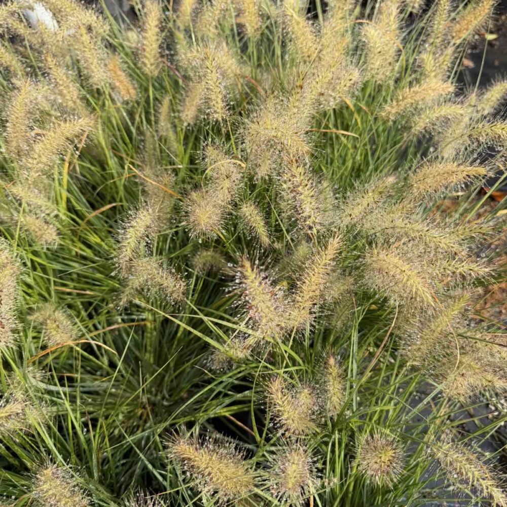 Pennisetum alopecuroides ‘Little Bunny’