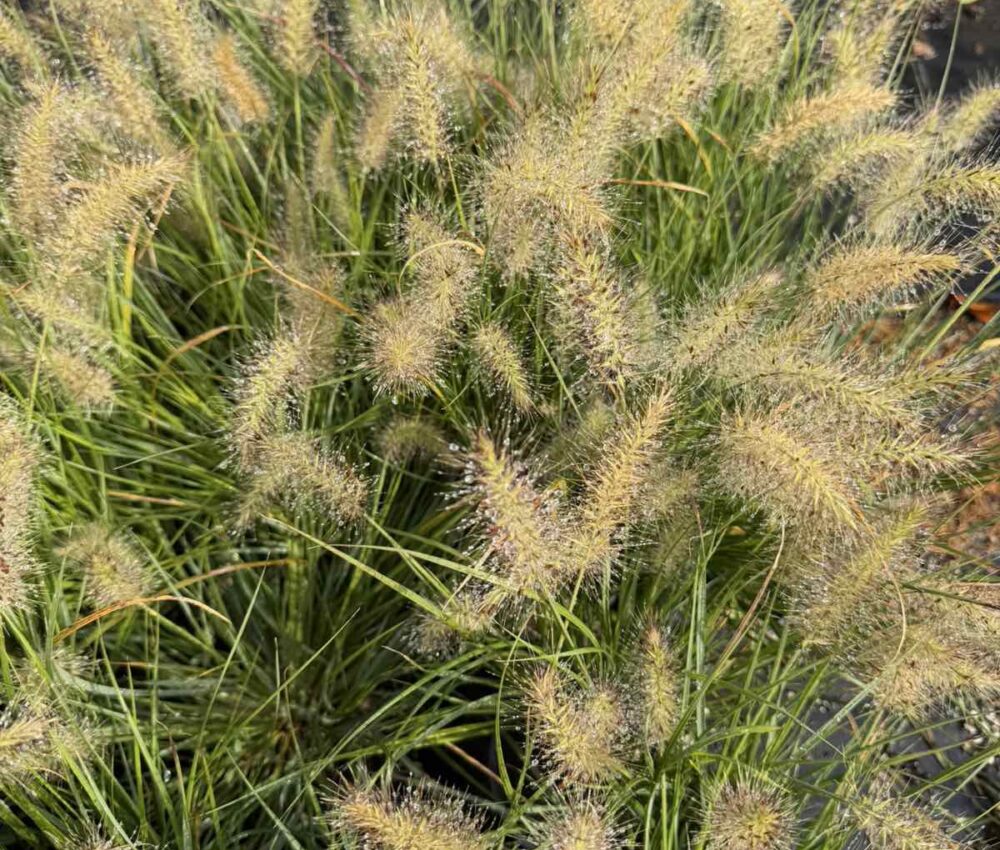 Pennisetum alopecuroides ‘Little Bunny’