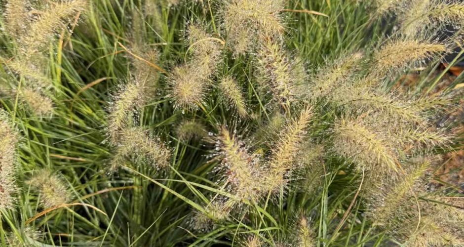 Pennisetum alopecuroides ‘Little Bunny’