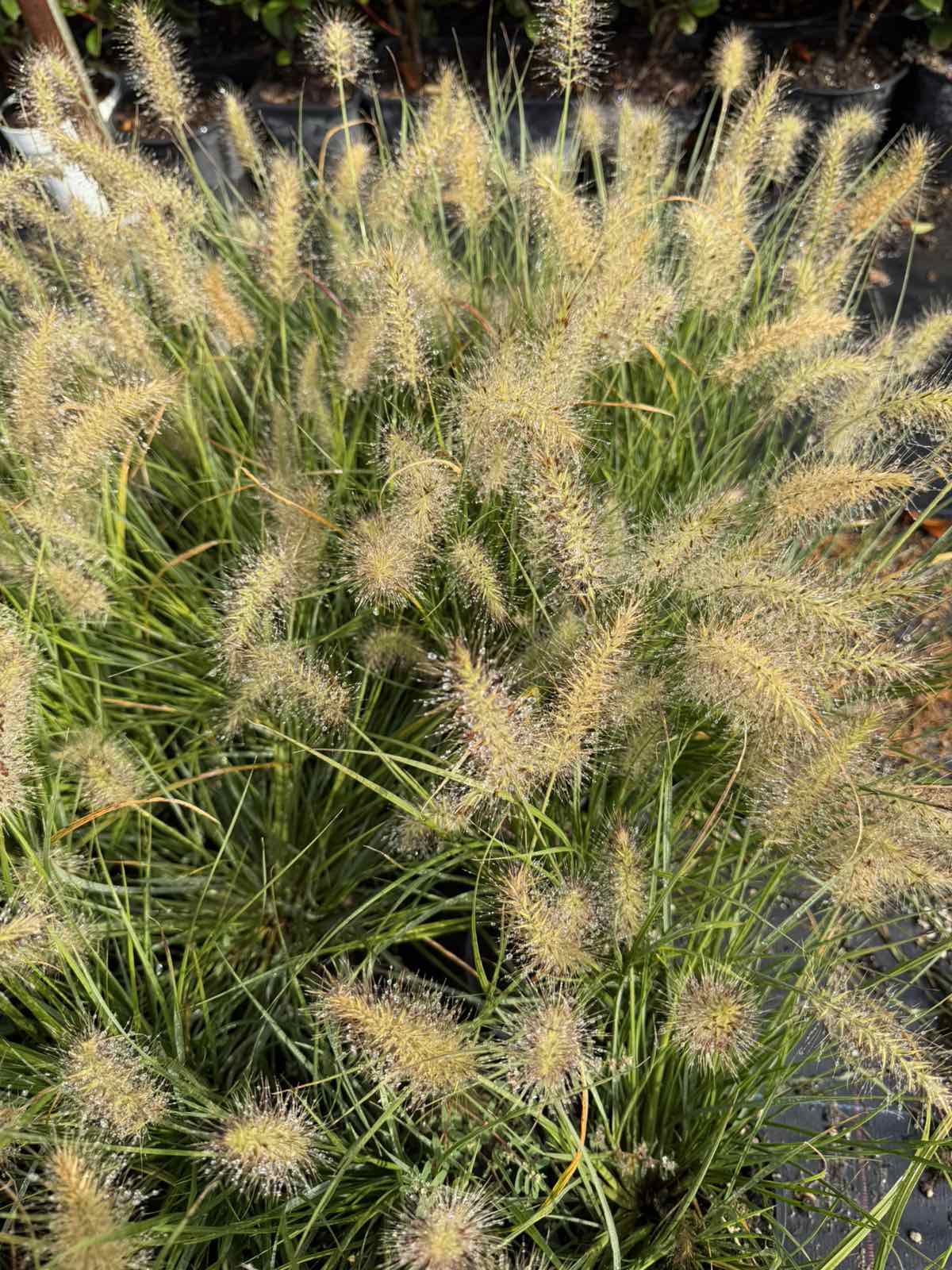 Pennisetum alopecuroides 'Little Bunny'