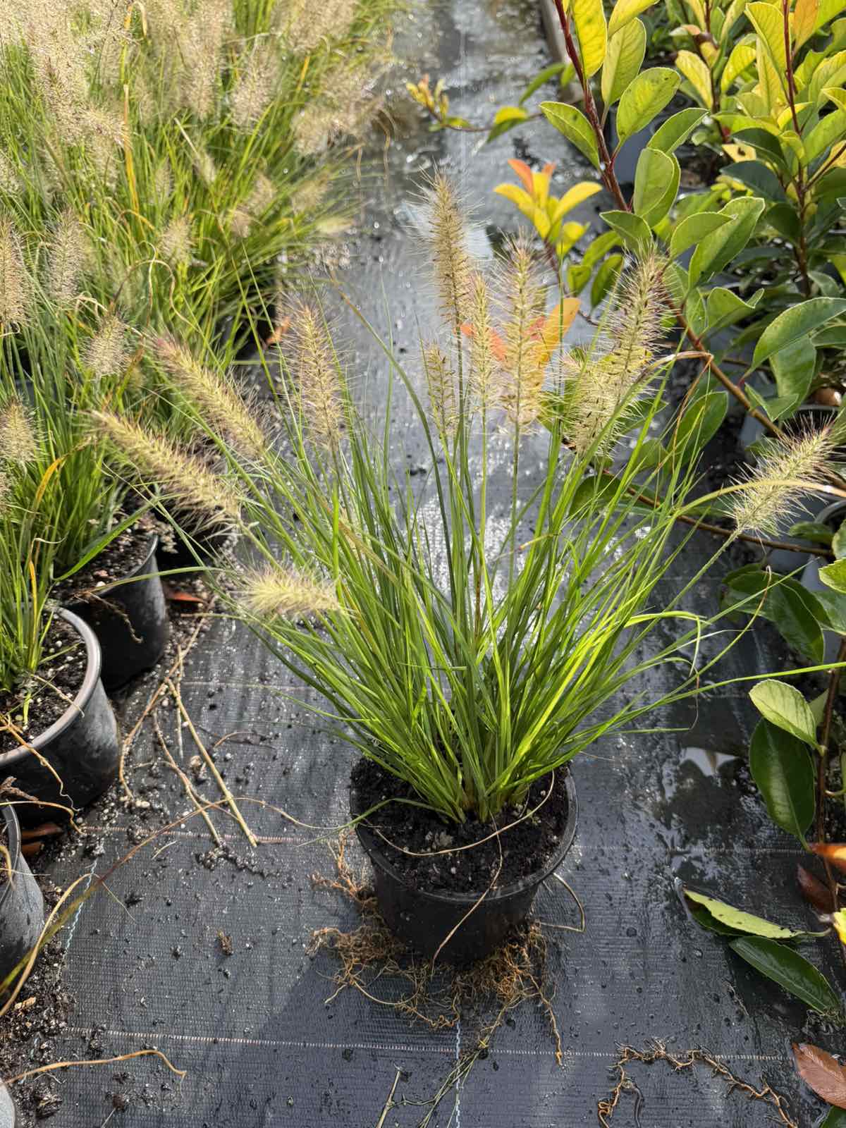 Pennisetum alopecuroides 'Little Bunny'